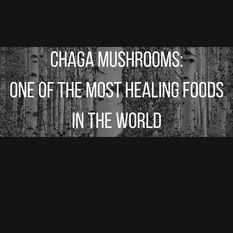 Chaga mushrooms: one of the most healing foods on earth